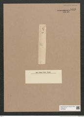 Synedra sp. (de-Toni-Nr.: Genus 66) Zeichnungen Sammlung Grunow Nr. 5413 (NHMW-BOT-W0373846)